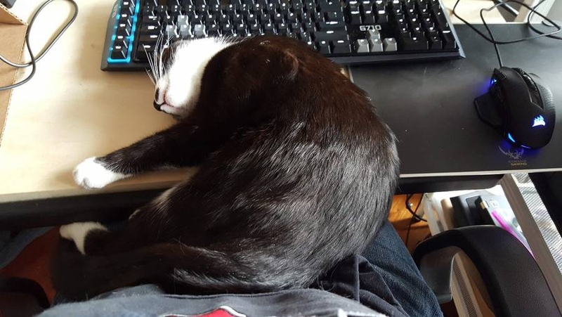 Keyboards are very comfortable feline nap spots)