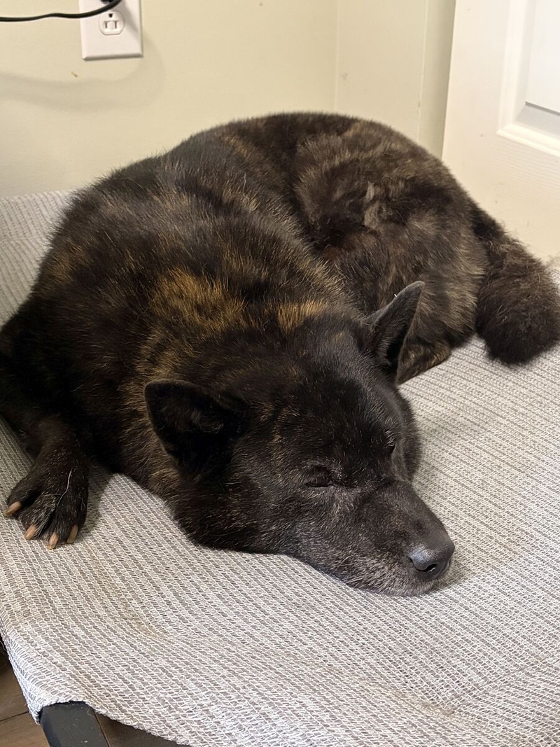 This angelic dog might need a cool drink after a long session of alerting DJ to strangers in the yard One of DJ Picard's dogs