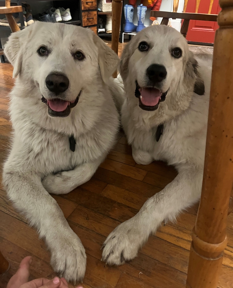 Carmen Owens's dogs, who look like some kind of retriever mix and also very, very innocent in this pic