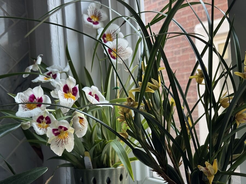 A few of Tim Gorichanaz's orchids