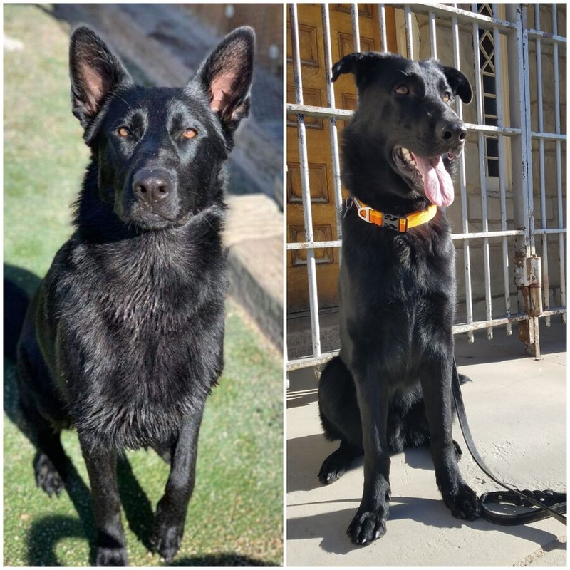 Pinita Maberry's Czech shepherd dogs