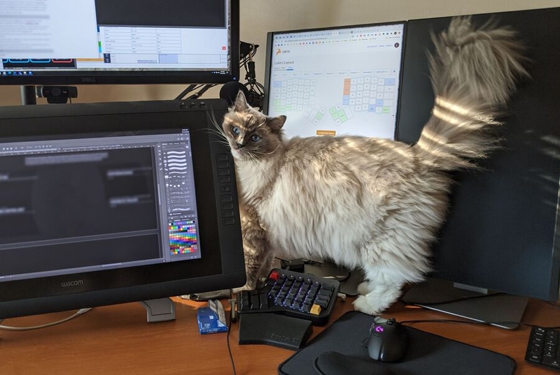 Lucas Slominski's cat, Kingsley, with Lucas's desk
