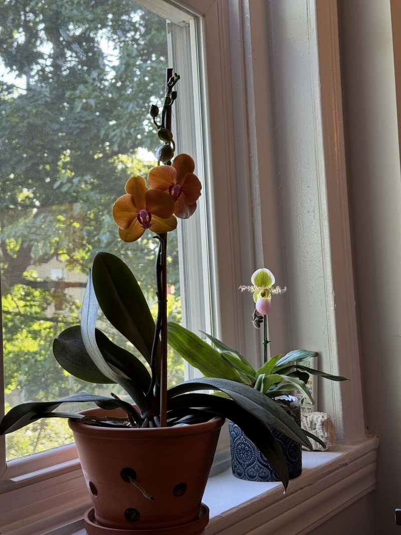Tim Gorichanaz's orchids