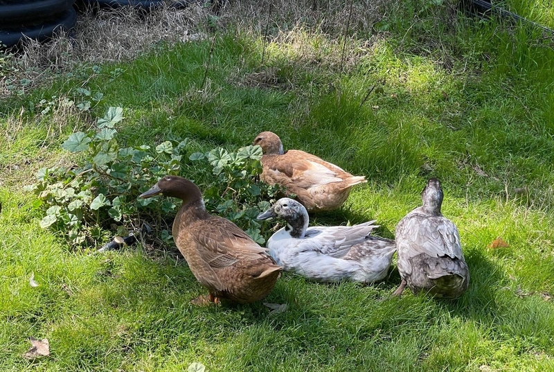 Eben Haber's ducks