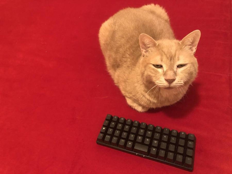 planck_cat2