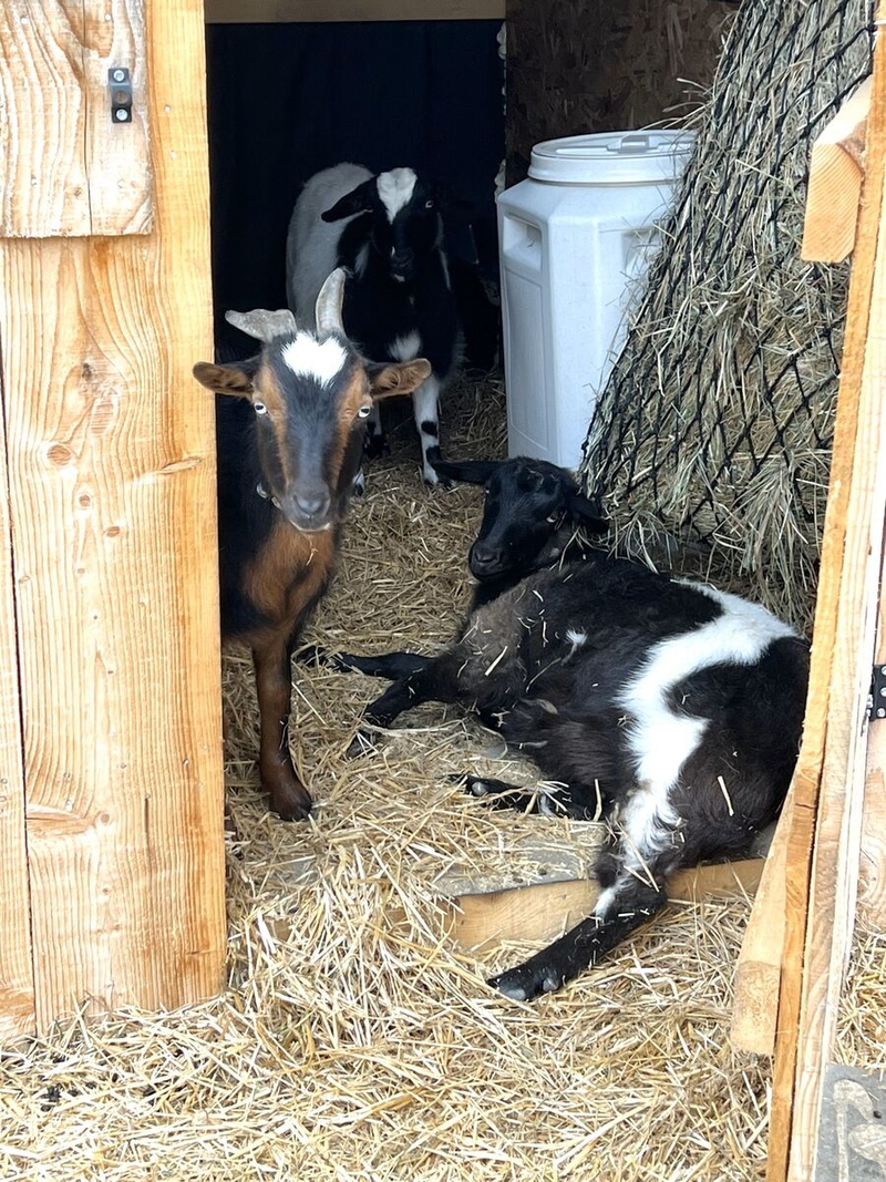 Autum Hosler's goats