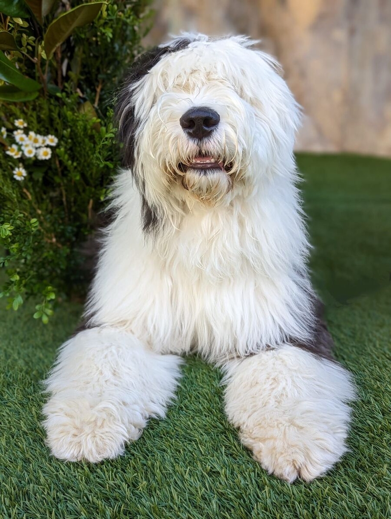 Matt Patterson's dog, Obi