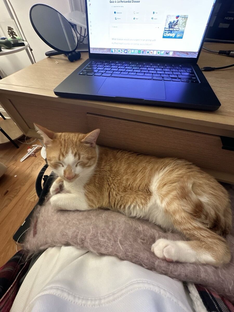 Nico Posner's cat Manchego, relaxing