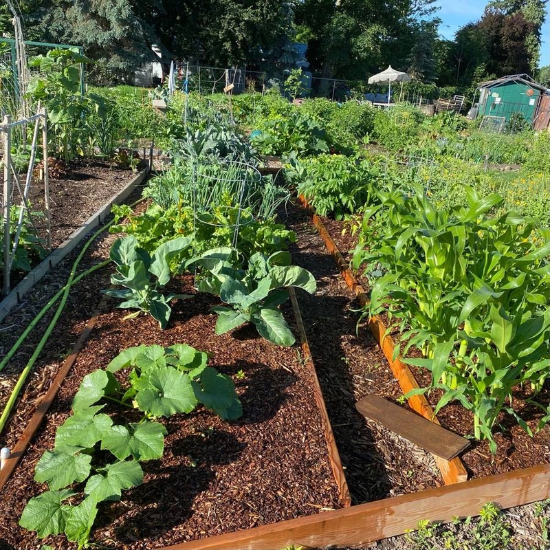 Joel Christiansen's garden