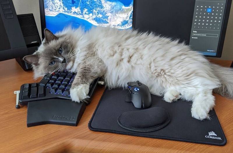Lucas Slominski's cat, Kingsley, with Lucas's ErgoDox EZ