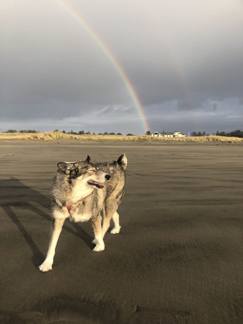 Annie Vela's dog plays on the beach under a rainbow