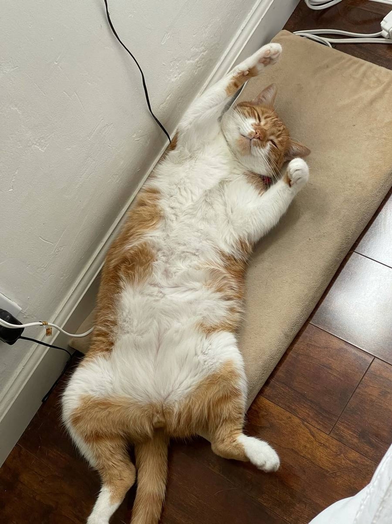 Samir Akre's cat, Noodle, stretching