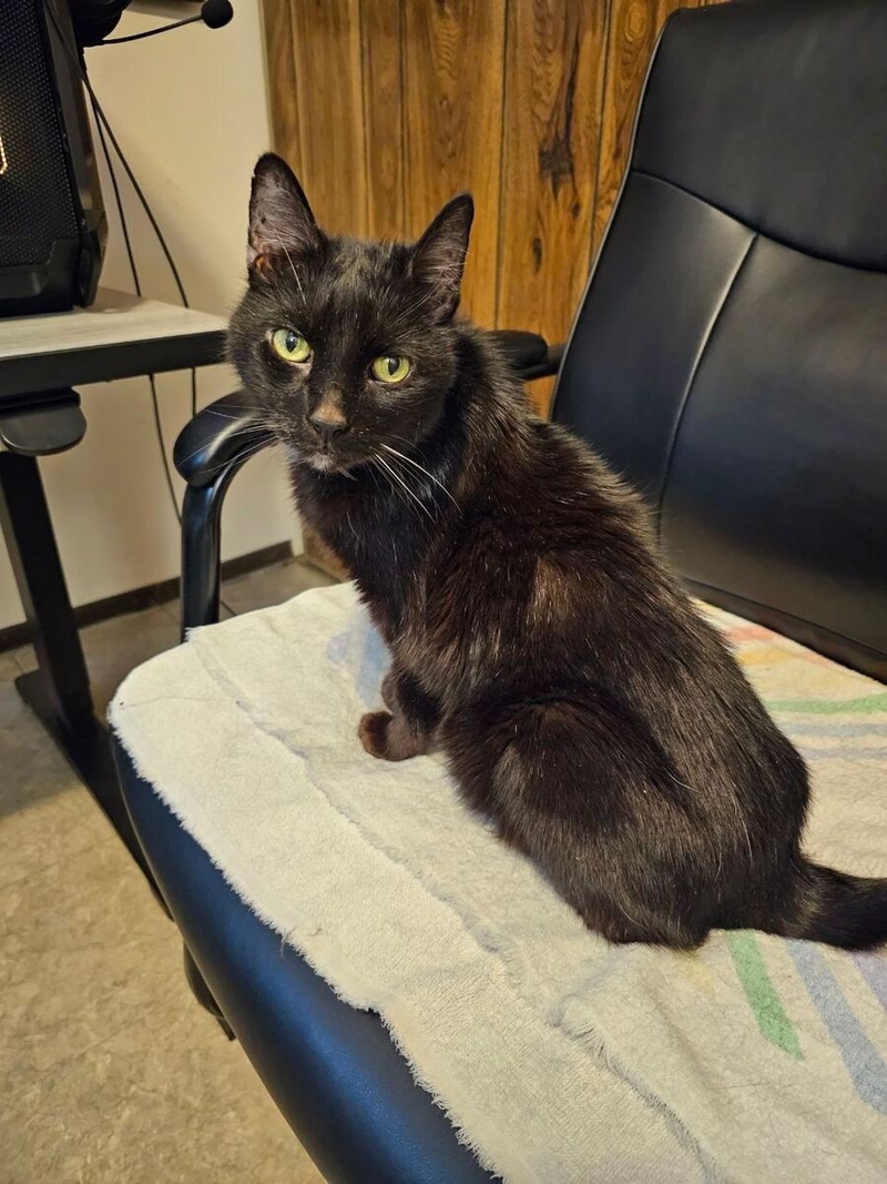 Jennifer Graham's cat, staring