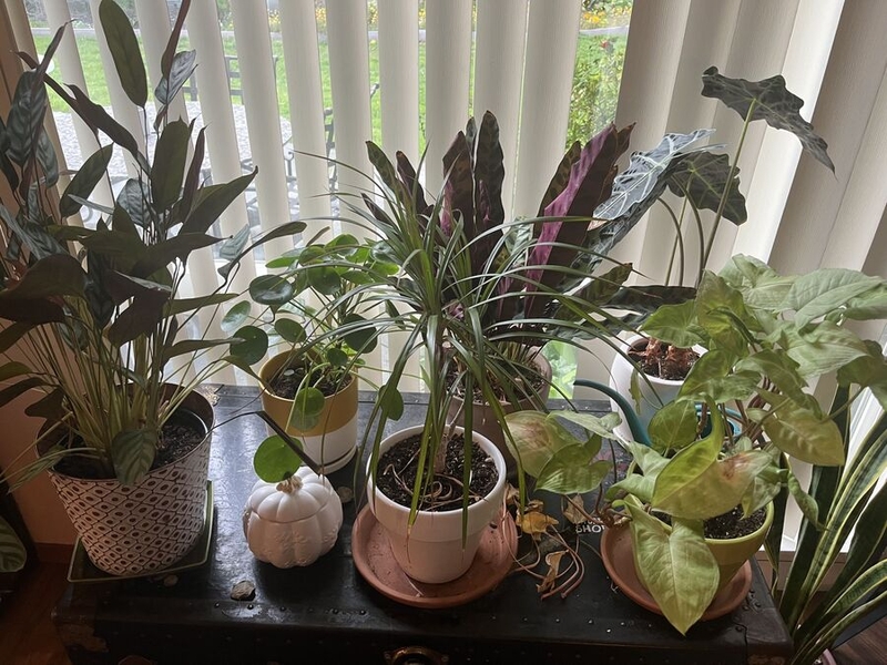 Arcelia Hermosillo Ruiz's houseplants