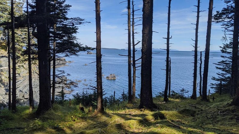 Dianne Ibarra's photo of trees