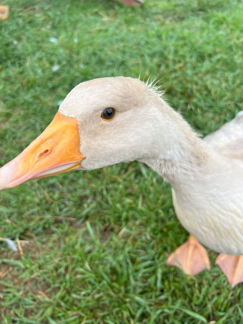 One of Autum Hosler'd ducks takes a stretch