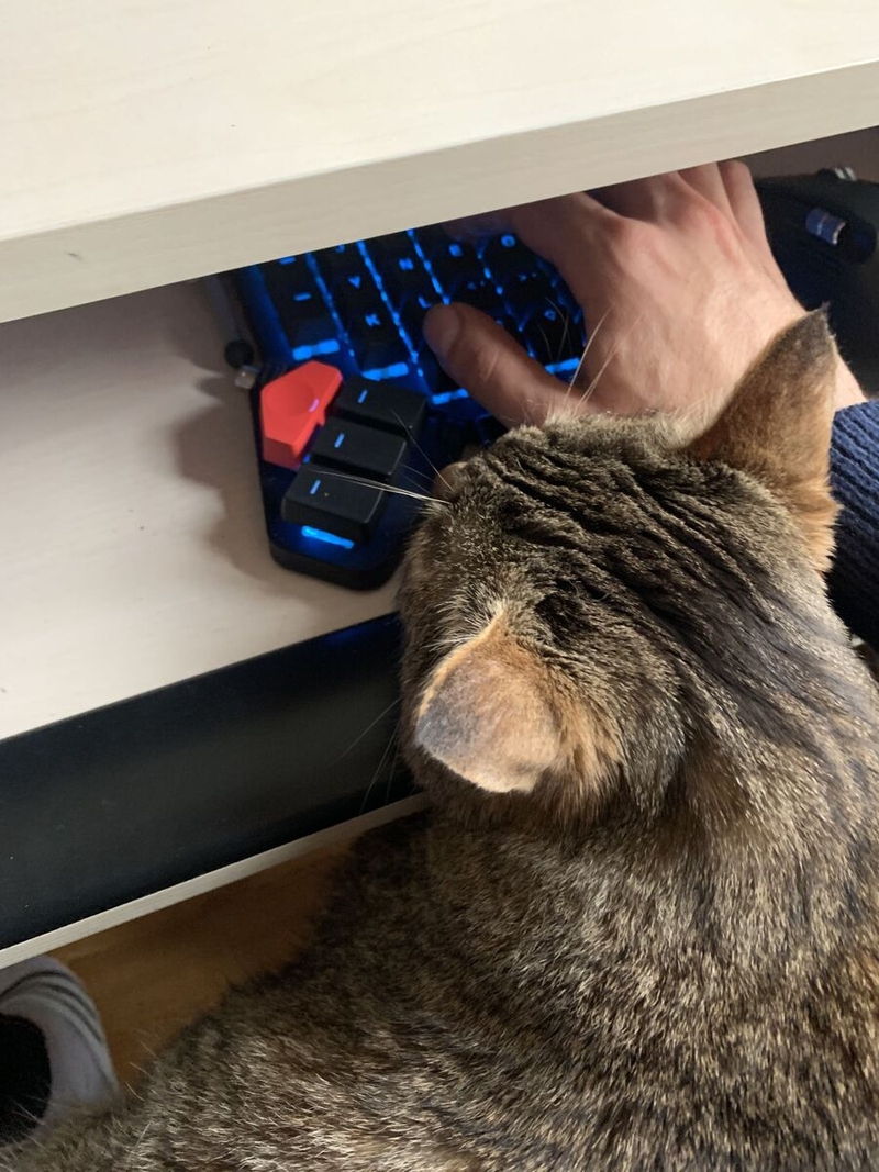 Luis Rosario's cat, helping