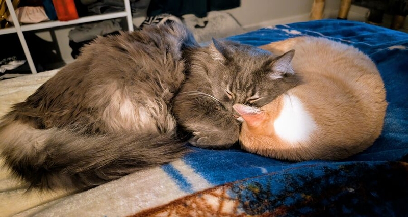 Amanda Meeks's cats